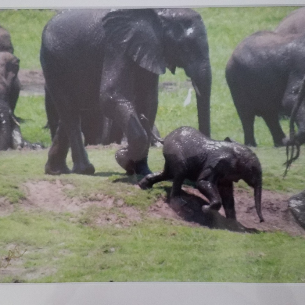 Safari photo baby elephant and mother